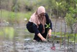 Sejumlah siswa bersama gurunya  menanam  bibit manggrove (Rhizophora mucronata) di kawasan pesisir desa Lampulo, Banda Aceh, Aceh, Sabtu (25/10/2025). Gerakan menanam seribu  bibit manggrove dengan semangat, 