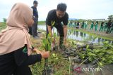 Sejumlah siswa bersama gurunya  membawa  bibit manggrove (Rhizophora mucronata) untuk ditanam di kawasan pesisir desa Lampulo, Banda Aceh, Aceh, Sabtu (25/10/2025). Gerakan menanam seribu  bibit manggrove dengan semangat, 