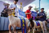Panitia menyerahkan hadiah pemenang kontes domba di Gucialit, Lumajang, Jawa Timur, Minggu (26/10/2025). Kontes yang diselenggarakan Himpunan Kerukunan Tani Indonesia (HKTI) Lumajang bersama Asosiasi Peternak Domba Lumajang (APDL) dan Dinas Ketahanan Pangan dan Pertanian (DKPP) tersebut diikuti 145 peserta dari sejumlah wilayah di Jawa Timur sebagai upaya mendorong peningkatan kualitas peternakan di daerah itu. Antara Jatim/Irfan Sumanjaya/um