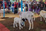 Warga menyaksikan kontes domba di Gucialit, Lumajang, Jawa Timur, Minggu (26/10/2025). Kontes yang diselenggarakan Himpunan Kerukunan Tani Indonesia (HKTI) Lumajang bersama Asosiasi Peternak Domba Lumajang (APDL) dan Dinas Ketahanan Pangan dan Pertanian (DKPP) tersebut diikuti 145 peserta dari sejumlah wilayah di Jawa Timur sebagai upaya mendorong peningkatan kualitas peternakan di daerah itu. Antara Jatim/Irfan Sumanjaya/um