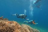 Menjaga ekosistem laut, IMIP rehabilitasi terumbu karang sombori