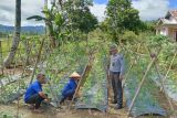 Lapas Talu Pasaman Barat manfaatkan lahan kurang produktif dukung ketahanan pangan