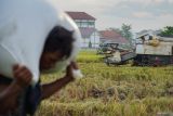 Petani memanen padi menggunakan mesin pemanen (combine harvester) di Lumajang, Jawa Timur, Senin (27/10/2025). Berdasarkan data Direktorat Jenderal Prasarana dan Sarana Pertanian (PSP) Kementerian Pertanian, susut pascapanen nasional tahun 2025 turun dari 2,22 persen pada 2022 menjadi 1,22 persen pada 2025 seiring meningkatnya penggunaan alat dan mesin pertanian modern yang telah disalurkan pemerintah sehingga efektif menekan kehilangan hasil dan menjaga mutu panen. panen. Antara Jatim /Irfan Sumanjaya/um