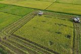 Foto udara petani memanen padi menggunakan mesin pemanen (combine harvester) di Lumajang, Jawa Timur, Senin (27/10/2025). Berdasarkan data Direktorat Jenderal Prasarana dan Sarana Pertanian (PSP) Kementerian Pertanian, susut pascapanen nasional tahun 2025 turun dari 2,22 persen pada 2022 menjadi 1,22 persen pada 2025 seiring meningkatnya penggunaan alat dan mesin pertanian modern yang telah disalurkan pemerintah sehingga efektif menekan kehilangan hasil dan menjaga mutu panen. panen. Antara Jatim /Irfan Sumanjaya/um