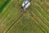 Petani memanen padi menggunakan mesin pemanen (combine harvester) di Lumajang, Jawa Timur, Senin (27/10/2025). Berdasarkan data Direktorat Jenderal Prasarana dan Sarana Pertanian (PSP) Kementerian Pertanian, susut pascapanen nasional tahun 2025 turun dari 2,22 persen pada 2022 menjadi 1,22 persen pada 2025 seiring meningkatnya penggunaan alat dan mesin pertanian modern yang telah disalurkan pemerintah sehingga efektif menekan kehilangan hasil dan menjaga mutu panen. Antara Jatim /Irfan Sumanjaya/um