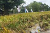 Sumsel berdayakan Brigade Pangan tingkatkan produksi padi