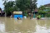 Tanggul jebol, banjir bandang rendam Desa Ketitang Wetan Pati