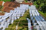 Pekerja mengeringkan kain untuk dijadikan kain pel yang telah selesai di produksi di Desa Laksana, Kecamatan Ibun, Kabupaten Bandung, Jawa Barat, Kamis (30/10/2025). Pekerja menyebutkan pada musim penghujan, produksi kain pel yang dijual dengan harga Rp50.000 per kodi tersebut mengalami penurunan hingga 50 persen atau hanya mampu memproduksi 150 kodi per minggu dibandingkan dengan musim kemarau yang mampu menembus hingga 300 kodi per minggu. ANTARA FOTO/Raisan Al Farisi/agr