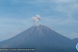 Gunung Semeru delapan kali erupsi dengan tinggi letusan 800 meter