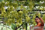 Petani merawat tanaman anggur impor jenis transfigurasi di Tower Saree, Aceh Besar, Aceh, Sabtu (1/11/2025). Petani Aceh mendatangkan 23 jenis anggur impor dari Ukraina dan Amerika Serikat untuk dibudidayakan di kawasan pegunungan berapi Seulawah dan telah mampu berproduksi hingga satu ton dalam sekali panen. ANTARA FOTO/Irwansyah Putra.