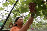 Petani merawat tanaman anggur impor jenis transfigurasi di Tower Saree, Aceh Besar, Aceh, Sabtu (1/11/2025). Petani Aceh mendatangkan 23 jenis anggur impor dari Ukraina dan Amerika Serikat untuk dibudidayakan di kawasan pegunungan berapi Seulawah dan telah mampu berproduksi hingga satu ton dalam sekali panen. ANTARA FOTO/Irwansyah Putra.