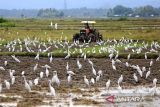 Sejumlah burung kuntul mencari makan saat petani membajak sawah menggunakan mesin traktor di desa Kayee Lee, kecamatan Ingin  Jaya, kabupaten Aceh besar, Aceh, Minggu (2/11/2025). Pemerintah Aceh mempercepat musim tanam padi pascapanen pada musim tanam Oktober Â 2025 â Maret 2026 dengan sasaran  luas lahan sawah mencapai 184.679 hektar dan target produksi gabah berkisar satu juta ton. ANTARA FOTO/Ampelsa.