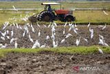 Sejumlah burung kuntul mencari makan saat petani membajak sawah menggunakan mesin traktor di desa Kayee Lee, kecamatan Ingin  Jaya, kabupaten Aceh besar, Aceh, Minggu (2/11/2025). Pemerintah Aceh mempercepat musim tanam padi pascapanen pada musim tanam Oktober Â 2025 â Maret 2026 dengan sasaran  luas lahan sawah mencapai 184.679 hektar dan target produksi gabah berkisar satu juta ton. ANTARA FOTO/Ampelsa.