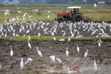 Sejumlah burung kuntul mencari makan saat petani membajak sawah menggunakan mesin traktor di desa Kayee Lee, kecamatan Ingin  Jaya, kabupaten Aceh besar, Aceh, Minggu (2/11/2025). Pemerintah Aceh mempercepat musim tanam padi pascapanen pada musim tanam Oktober Â 2025 â Maret 2026 dengan sasaran  luas lahan sawah mencapai 184.679 hektar dan target produksi gabah berkisar satu juta ton. ANTARA FOTO/Ampelsa.