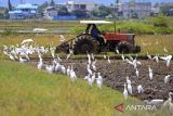 Sejumlah burung kuntul mencari makan saat petani membajak sawah menggunakan mesin traktor di desa Kayee Lee, kecamatan Ingin  Jaya, kabupaten Aceh besar, Aceh, Minggu (2/11/2025). Pemerintah Aceh mempercepat musim tanam padi pascapanen pada musim tanam Oktober Â 2025 â Maret 2026 dengan sasaran  luas lahan sawah mencapai 184.679 hektar dan target produksi gabah berkisar satu juta ton. ANTARA FOTO/Ampelsa.