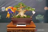 Wabup Sumbawa Barat dukung pameran bonsai nasional digelar rutin