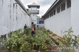 Warga binaan merawat tanaman tomat di Lapas Kelas IIB Ciamis, Jawa Barat, Selasa (4/11/2025). Lapas Kelas IIB Ciamis memberdayakan warga binaan untuk menanam sayuran, padi organik dan ikan lele bioflok dilahan terbatas sebagai upaya menjalankan program ketahanan pangan dalam rangka memenuhi sedikitnya 25 persen kebutuhan bahan pangan bagi 310 warga binaan. ANTARA FOTO/Adeng Bustomi/agr