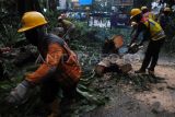 Petugas memotong batang pohon yang tumbang di jalan raya Pajajaran, Kota Bogor, Jawa Barat, Senin (3/11/2025). Hujan deras disertai angin kencang di wilayah Kota Bogor mengakibatkan sebuah pohon besar yang sudah rapuh tumbang menimpa mobil angkot dan tidak ada korban jiwa dalam peristiwa tersebut. ANTARA FOTO/Arif Firmansyah/nz 