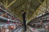 Pekerja memberikan pakan ayam petelur di Desa Kadugenep, Petir, Kabupaten Serang, Banten, Senin (3/11/2025). Peternakan yang dikelola oleh Badan Usaha Milik Desa (BUMDes) Maju Bersama dengan mengalokasikan anggaran dana desa sebesar 20 persen tersebut memiliki sebanyak 800 ekor ayam petelur guna mendukung program ketahanan pangan dan mewujudkan desa mandiri. ANTARA FOTO/Angga Budhiyanto/gp