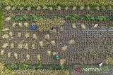 Foto udara petani memanen padi di desa Majasari, Sliyeg, Indramayu, Jawa Barat, Rabu (5/11/2025). Badan Pusat Statistik (BPS) Jawa barat mencatat produksi padi di Jawa Barat pada 2025 mencapai 10,23 juta ton Gabah Kering Giling (GKG), meningkat 18,64 persen dari tahun 2024 yang hanya sebesar 8,62 juta ton. ANTARA FOTO/Dedhez Anggara/agr