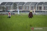 Petani membersihkan gulma dengan latar belakang kompleks perumahan di area persawahan Sepatan, Kabupaten Tangerang, Banten, Kamis (6/11/2025). Presiden Prabowo Subianto mengatakan pemerintah mulai mencetak sawah baru seluas 225.000 hektare dan menargetkan total perluasan mencapai 480.000 hektare pada akhir tahun 2026 guna mengatasi sekitar 100.000 hektare lahan sawah di Indonesia yang hilang setiap tahunnya akibat alih fungsi menjadi kawasan perumahan, industri dan peruntukan lain. ANTARA FOTO/Putra M. Akbar/gp