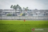 Petani menaburkan pupuk ke tanaman padi dengan latar belakang kompleks perumahan di area persawahan Sepatan, Kabupaten Tangerang, Banten, Kamis (6/11/2025). Presiden Prabowo Subianto mengatakan pemerintah mulai mencetak sawah baru seluas 225.000 hektare dan menargetkan total perluasan mencapai 480.000 hektare pada akhir tahun 2026 guna mengatasi sekitar 100.000 hektare lahan sawah di Indonesia yang hilang setiap tahunnya akibat alih fungsi menjadi kawasan perumahan, industri dan peruntukan lain. ANTARA FOTO/Putra M. Akbar/gp