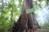 Seorang warga berdiri di bawah pohon Benung Laki (Duabanga moluccana) di kawasan hutan Desa Belangian, Kabupaten Banjar, Kalimantan Selatan, Jumat (7/11/2025). Pohon raksasa Benung Laki menjadi ikon ekologis dan budaya local dan simbol ketahanan hutan tropis serta daya tarik wisata edukatif berbasis konservasi, Benung Laki menjadi situs unggulan di Desa Belangian dalam kawasan Geopark Meratus yang telah diakui sebagai UNESCO Global Geopark (UGGp). Pemerintah daerah bersama masyarakat Desa Belangian terus mengembangkan potensi ekowisata berbasis konservasi dan budaya. ANTARA/Abdul Hakim