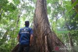 Seorang warga berdiri di bawah pohon Benung Laki (Duabanga moluccana) di kawasan hutan Desa Belangian, Kabupaten Banjar, Kalimantan Selatan, Jumat (7/11/2025). Pohon raksasa Benung Laki menjadi ikon ekologis dan budaya local dan simbol ketahanan hutan tropis serta daya tarik wisata edukatif berbasis konservasi, Benung Laki menjadi situs unggulan di Desa Belangian dalam kawasan Geopark Meratus yang telah diakui sebagai UNESCO Global Geopark (UGGp). Pemerintah daerah bersama masyarakat Desa Belangian terus mengembangkan potensi ekowisata berbasis konservasi dan budaya. ANTARA/Abdul Hakim