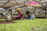 Petani menyemai benih tanaman pakcoy di Cisarua, Kabupaten Bandung Barat, Jawa Barat, Jumat (7/11/2025). Badan Pusat Statistik (BPS) Provinsi Jawa Barat mencatat ekonomi Jawa Barat pada triwulan III-2025 mengalami pertumbuhan sebesar 5,20 persen dibandingkan triwulan III-2024 secara tahunan (y-on-y) yang ditopang oleh lapangan usaha dominan yang tumbuh cukup baik pada triwulan tersebut, seperti pertanian tumbuh 5,43 persen, perdagangan tumbuh 5,17 persen, konstruksi tumbuh 5,02 persen dan Industri Pengolahan tumbuh 3,15 persen. ANTARA FOTO/Abdan Syakura/agr