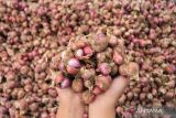 Harga bawang merah Rp42.550/kg, cabai rawit Rp49.800/kg