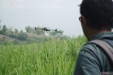 Petugas memantau jalannya pesawat nirawak untuk pertanian (drone sprayer) menyemprotkan herbisida diari udara di atas ladang tanaman tebu di Tanggunggunung, Tulungagung, Jawa Timur, Selasa (11/10/2025). Jasa penyemprotan udara untuk menebar pupuk ataupun obat pembasmi gulma tanaman menjadi pilihan petani karena biayanya murah, yakni Rp250 ribu per hektare, dan lebih efisien waktu ketimbang menggunakan tenaga manusia. ANTARA Jatim/Destyan Sujarwoko/mas.