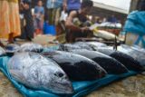 Angka konsumsi ikan meningkat di Padang