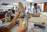 Geolog melakukan proses preparasi fosil gajah purba (Stegodon trigonocephalus) di Museum Geologi, Bandung, Jawa Barat, Rabu (12/11/2025). Tim geolog Museum Geologi mulai melakukan preparasi satu fosil gading gajah purba yang ditemukan di Nganjuk, Jawa Timur pada Oktober 2024 yang diperkirakan berusia 800 ribu tahun dengan target preparasi, konservasi, hingga pembuatan replika gading tersebut yang diperkirakan selesai pada Desember 2025. ANTARA FOTO/Raisan Al Farisi/agr