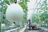 Petani memanen melon jenis honey globe di sentra pertanian hidroponik, Ngantru, Tulungagung, Jawa Timur, Kamis (13/11/2025). Budidaya melon premium dengan harga jual Rp25 ribuRp30 ribu per kilogram itu dikembangkan menggunakan sistem hidroponik tertutup untuk meningkatkan kualitas panen sekaligus efisiensi pupuk. Antara Jatim/Destyan Sujarwoko/um