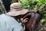 BRIN teliti bunga rafflesia di Palupuh pastikan filogenetik di Malaysia (Video)