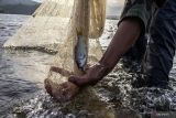 Harapan Terakhir Ikan Endemik dari Ranah Minang
