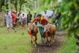 Joki memacu sapi saat mengikuti karapan sapi di Lumajang, Jawa Timur, Sabtu (15/11/2025). Karapan yang diikuti sedikitnya 100 peserta dari berbagai daerah di Jawa Timur, seperti Jember, Probolinggo, dan Madura tersebut sebagai upaya menjaga tradisi sekaligus menjalin silaturahmi antar pelaku karapan yang biasa digelar saat akhir pekan. ANTARA Jatim/Irfan Sumanjaya/mas.