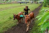 Joki memacu sapi saat mengikuti karapan sapi di Lumajang, Jawa Timur, Sabtu (15/11/2025). Karapan yang diikuti sedikitnya 100 peserta dari berbagai daerah di Jawa Timur, seperti Jember, Probolinggo, dan Madura tersebut sebagai upaya menjaga tradisi sekaligus menjalin silaturahmi antar pelaku karapan yang biasa digelar saat akhir pekan. ANTARA Jatim/Irfan Sumanjaya/mas.