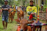 Sejumlah peserta menyiapkan sapi menuju garis start sebelum mengikuti karapan sapi di Lumajang, Jawa Timur, Sabtu (15/11/2025). Karapan yang diikuti sedikitnya 100 peserta dari berbagai daerah di Jawa Timur, seperti Jember, Probolinggo, dan Madura tersebut sebagai upaya menjaga tradisi sekaligus menjalin silaturahmi antar pelaku karapan yang biasa digelar saat akhir pekan. ANTARA Jatim/Irfan Sumanjaya/mas.