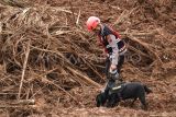 Unit anjing pelacak (k-9) diterjunkan membantu proses pencarian korban longsor di Desa Cibeunying, Majenang, Cilacap, Jawa Tengah, Minggu (16/11/2025). Tim SAR mengerahkan sembilan unit anjing pelacak (K-9) pada hari keempat pencarian korban longsor, dan berhasil menemukan dua korban meninggal dunia serta dua bagian tubuh yang belum teridentifikasi, sehinggga total korban meninggal yang telah ditemukan menjadi 13 orang dan 10 korban masih dalam proses pencarian. ANTARA FOTO/Idhad Zakaria/YU