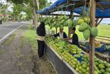 Mencicipi kemewahan Mangga Raja khas Bissappu Bantaeng