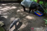 Seekor anak Tapir Sumatera (Tapirus Indicus) berada di dekat induknya di Kebun Binatang Bandung, Jawa Barat, Rabu (19/11/2025). Anak tapir Sumatera (Tapirus indicus) berjenis kelamin jantan yang lahir pada Jumat (14/11/2025) tersebut tercatat sebagai kelahiran tapir ke-11 di Kebun Binatang Bandung, yang menjadikannya lembaga konservasi paling sukses dalam pengembangbiakan tapir Sumatera se-Asia Tenggara. ANTARA FOTO/Raisan Al Farisi/agr
