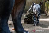 Seekor anak Tapir Sumatera (Tapirus Indicus) berada di dekat induknya di Kebun Binatang Bandung, Jawa Barat, Rabu (19/11/2025). Anak tapir Sumatera (Tapirus indicus) berjenis kelamin jantan yang lahir pada Jumat (14/11/2025) tersebut tercatat sebagai kelahiran tapir ke-11 di Kebun Binatang Bandung, yang menjadikannya lembaga konservasi paling sukses dalam pengembangbiakan tapir Sumatera se-Asia Tenggara. ANTARA FOTO/Raisan Al Farisi/agr
