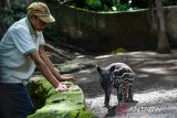 Seorang pawang mendampingi seekor anak tapir Sumatera (Tapirus indicus) di Kebun Binatang Bandung, Jawa Barat, Rabu (19/11/2025). Anak tapir Sumatera (Tapirus indicus) berjenis kelamin jantan yang lahir pada Jumat (14/11/2025) tersebut tercatat sebagai kelahiran tapir ke-11 di Kebun Binatang Bandung, yang menjadikannya lembaga konservasi paling sukses dalam pengembangbiakan tapir Sumatera se-Asia Tenggara. ANTARA FOTO/Raisan Al Farisi/agr
