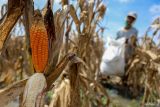 Petani memanen jagung di lahan yang terendam banjir di Baron, Nganjuk, Jawa Timur, Rabu (19/11/2025). Sejumlah petani di daerah itu terpaksa melakukan panen dini untuk mengindari pembusukan tanaman jagung karena curah hujan tinggi, sehingga membuat hasil panen menurun sekitar lima puluh persen dari yang semula kisaran 800 - 1000 kg menjadi 400 - 500 kg untuk luas lahan kurang dari 1 hektare. ANTARA Jatim/Muhammad Mada/mas.