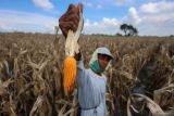 Petani menunjukan hasil panen jagung di lahan yang terendam banjir di Baron, Nganjuk, Jawa Timur, Rabu (19/11/2025). Sejumlah petani di daerah itu terpaksa melakukan panen dini untuk mengindari pembusukan tanaman jagung karena curah hujan tinggi, sehingga membuat hasil panen menurun sekitar lima puluh persen dari yang semula kisaran 800 - 1000 kg menjadi 400 - 500 kg untuk luas lahan kurang dari 1 hektare. ANTARA Jatim/Muhammad Mada/mas.