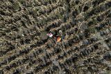 Foto udara petani memanen jagung di lahan yang terendam banjir di Baron, Nganjuk, Jawa Timur, Rabu (19/11/2025). Sejumlah petani di daerah itu terpaksa melakukan panen dini untuk mengindari pembusukan tanaman jagung karena curah hujan tinggi, sehingga membuat hasil panen menurun sekitar lima puluh persen dari yang semula kisaran 800 - 1000 kg menjadi 400 - 500 kg untuk luas lahan kurang dari 1 hektare. ANTARA Jatim/Muhammad Mada/mas.