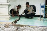 Petugas memeriksa kedalaman tanah yang amblas dan menyebabkan pondasi bangunan rumah warga terdampak menggantung di Desa Jombok, Trenggalek, Jawa Timur, Rabu (19/11/2025). Satu rumah rusak berat dan tiga lainnya yang ada di bawah masuk zona bahaya longsor akibat bencana tanah gerak, sehingga dilakukan mitigasi warga untuk mencegah jatuhnya korban jiwa. Antara Jatim/Destyan Sujarwoko/um