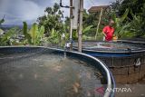 Warga memberi pakan ikan nila di kolam budi daya sistem bioflok di Saung Anugerah Kahuripan (AKAR), Padalarang, Kabupaten Bandung Barat, Jawa Barat, Kamis (20/11/2025). Warga yang tergabung dalam kelompok AKAR membudidayakan ikan nila menggunakan sistem bioflok ramah lingkungan yang dalam empat bulan mampu menghasilkan 5 kuintal hingga 1 ton ikan nila konsumsi dan dijual melalui media sosial dengan harga Rp30.000 per kilogram. ANTARA FOTO/Abdan Syakura/agr