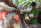Pekerja mengumpulkan telur ayam di salah satu peternakan di Cihampelas, Kabupaten Bandung Barat, Jawa Barat, Kamis (20/11/2025). Menteri Pertanian (Mentan) Andi Amran Sulaiman mengatakan pemerintah dan pelaku usaha perunggasan sepakat menambah produksi telur dan ayam untuk memenuhi program Makan Bergizi Gratis (MBG) yang membutuhkan kuota tambahan sekitar 0,7 juta ton telur dan 1,1 juta ton ayam dengan tetap menjaga stabilitas harga. ANTARA FOTO/Abdan Syakura/agr